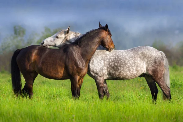 Couple of horse portrait — Stock Photo, Image