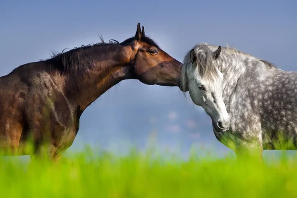 Casal de retrato de cavalo — Fotografia de Stock