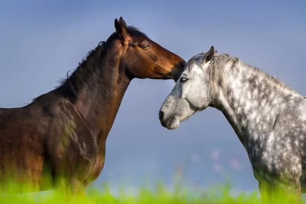 Para portret konia — Zdjęcie stockowe