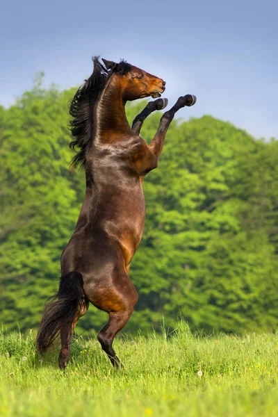 Pferdeaufzucht — Stockfoto