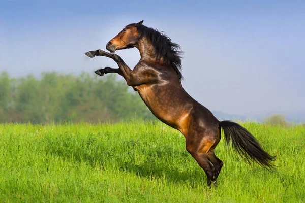 Horse rearing up — Stock Photo, Image