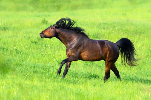 Piękny koń uruchomić — Zdjęcie stockowe