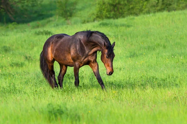 Beautiful Bay Horse Walk Green Field — Stock Photo, Image