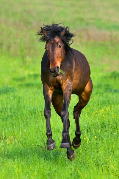 Cavalo jogar ao ar livre — Fotografia de Stock