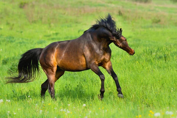 Gyönyörű ló fut — Stock Fotó