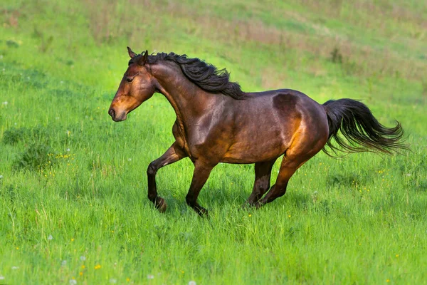 Güzel at çalıştırmak