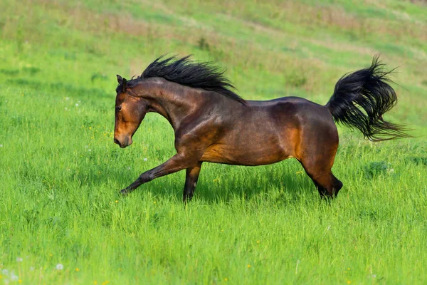 Belo cavalo correr — Fotografia de Stock