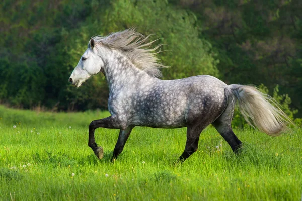 Grijze paard uitgevoerd — Stockfoto