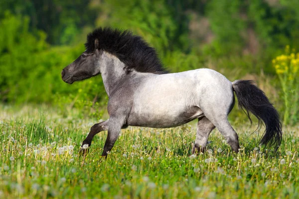 Midilli ücretsiz çalıştırmak