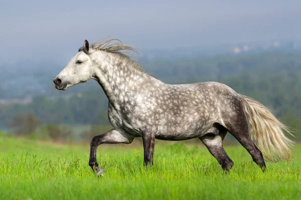 Carrera de caballo gris —  Fotos de Stock