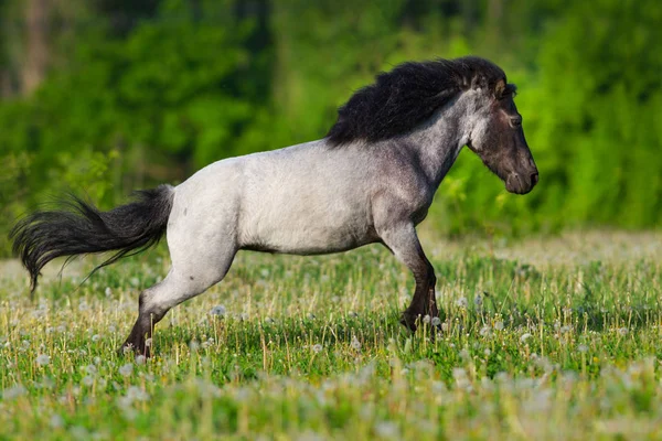 Güzel midilli çalıştırın