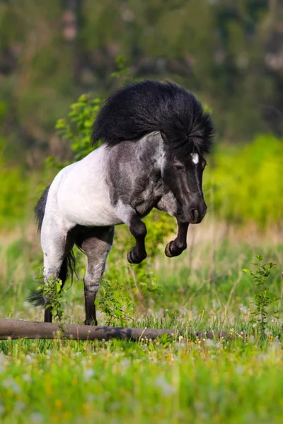 Schöner Ponysprung — Stockfoto