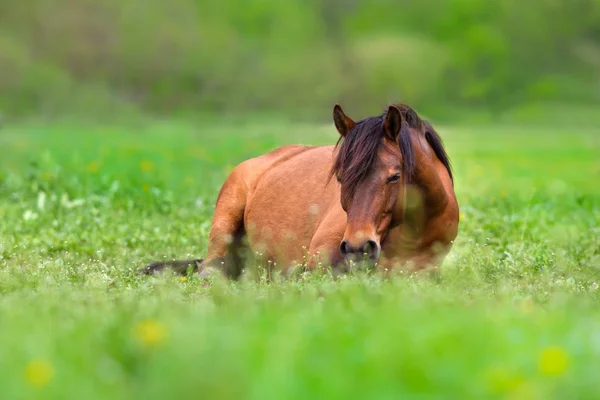 Descanso caballo bahía — Foto de Stock