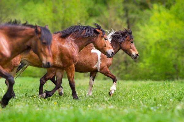 Horses run free — Stock Photo, Image