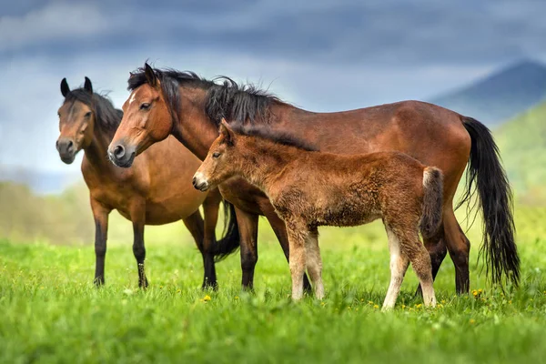 ม้าและโคลท์ — ภาพถ่ายสต็อก