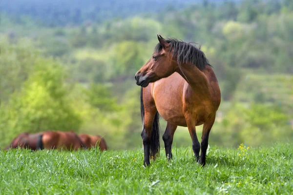 Caballo en manada — Foto de Stock