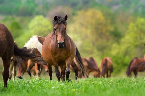 Pferd in der Herde — Stockfoto