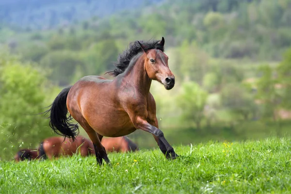 Cavalo correr rápido — Fotografia de Stock