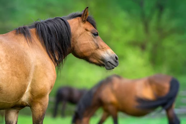 Retrato de caballo de cerca — Foto de Stock