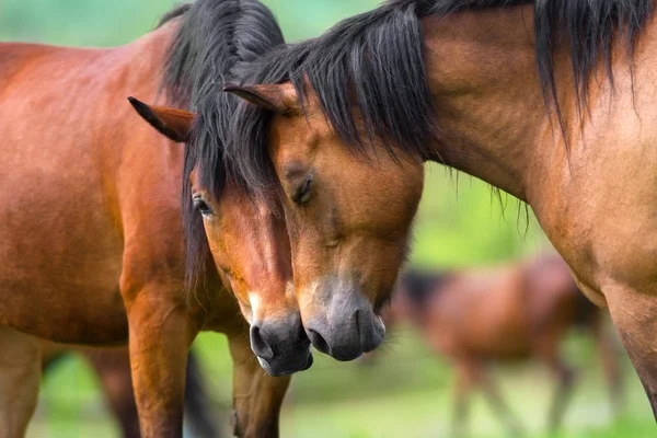 Dos retratos de caballos — Foto de Stock