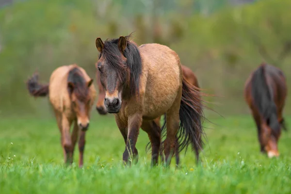 Paard in beslag — Stockfoto