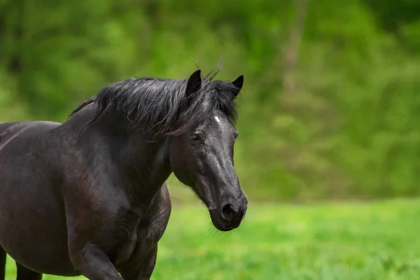 Portret Van Paarden Beweging — Stockfoto