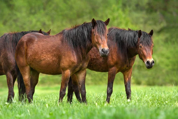 Horse in herd — Stock Photo, Image