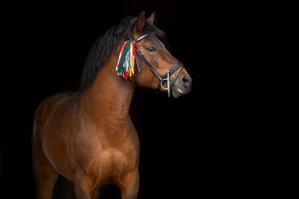 Baía garanhão retrato — Fotografia de Stock