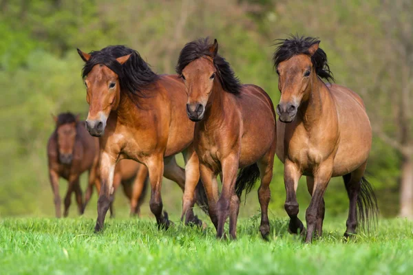 Paard kudde uitvoeren — Stockfoto