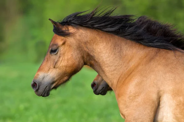 Horse portrait in motion — Stock Photo, Image