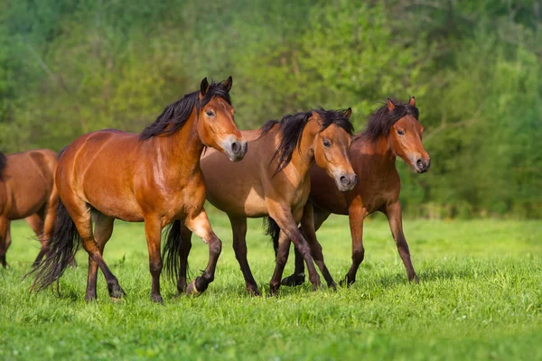 Manada de caballos — Foto de Stock