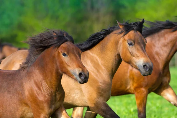 Retrato de cavalo em movimento — Fotografia de Stock