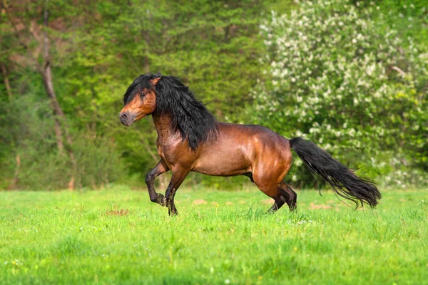 Paard in beweging — Stockfoto