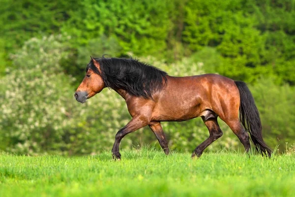 Кінь в русі — стокове фото