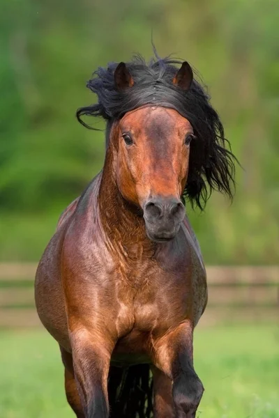 Bay horse in motion — Stock Photo, Image