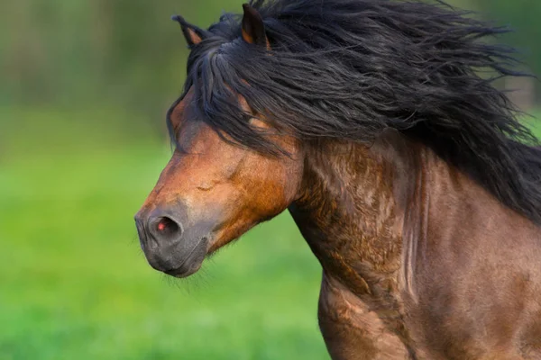Baai paard in beweging — Stockfoto