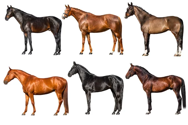 Hästar samling exteriör — Stockfoto