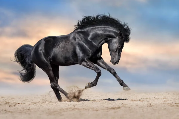 Black stallion in dust — Stock Photo, Image