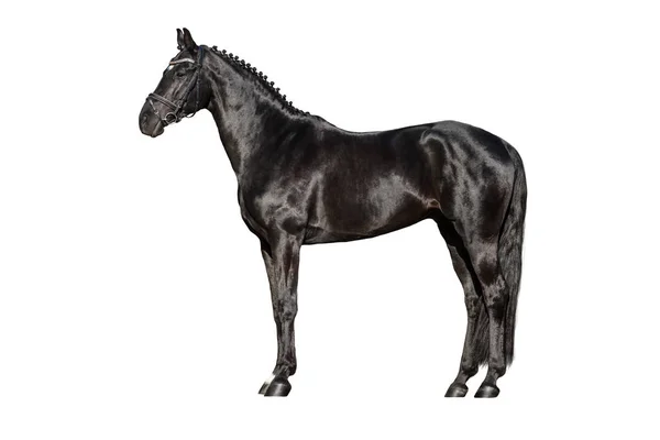 Zwarte paard buitenkant — Stockfoto