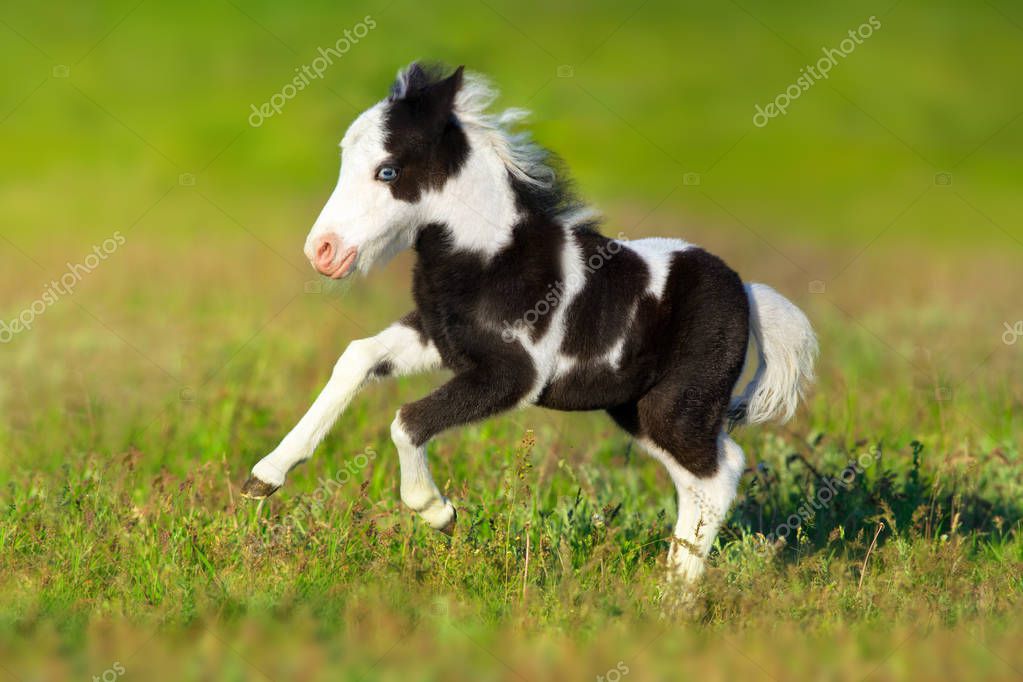 Pony gratis uitvoeren — Stockfoto © callipso_art #160093218