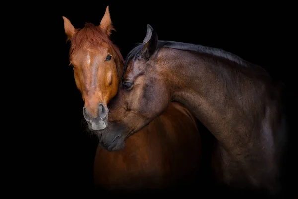 Zwei Pferdeporträts Auf Schwarzem Hintergrund Verliebte Pferde — Stockfoto