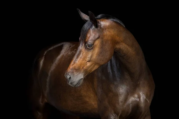 Pferdeporträt auf Schwarz — Stockfoto