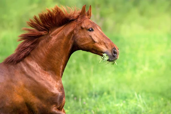 Rode Hengst Portret Beweging Groene Veld — Stockfoto