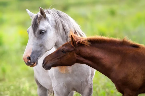 Mare Foal Close Portrait Spring Green Pasture — Stock Photo, Image