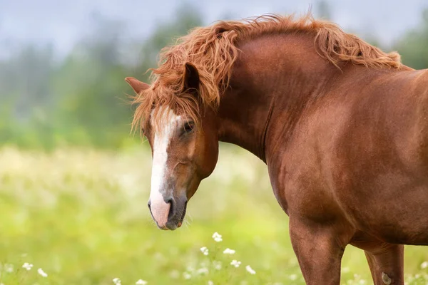 Grande Rojo Tiro Caballo Retrato Aire Libre — Foto de Stock