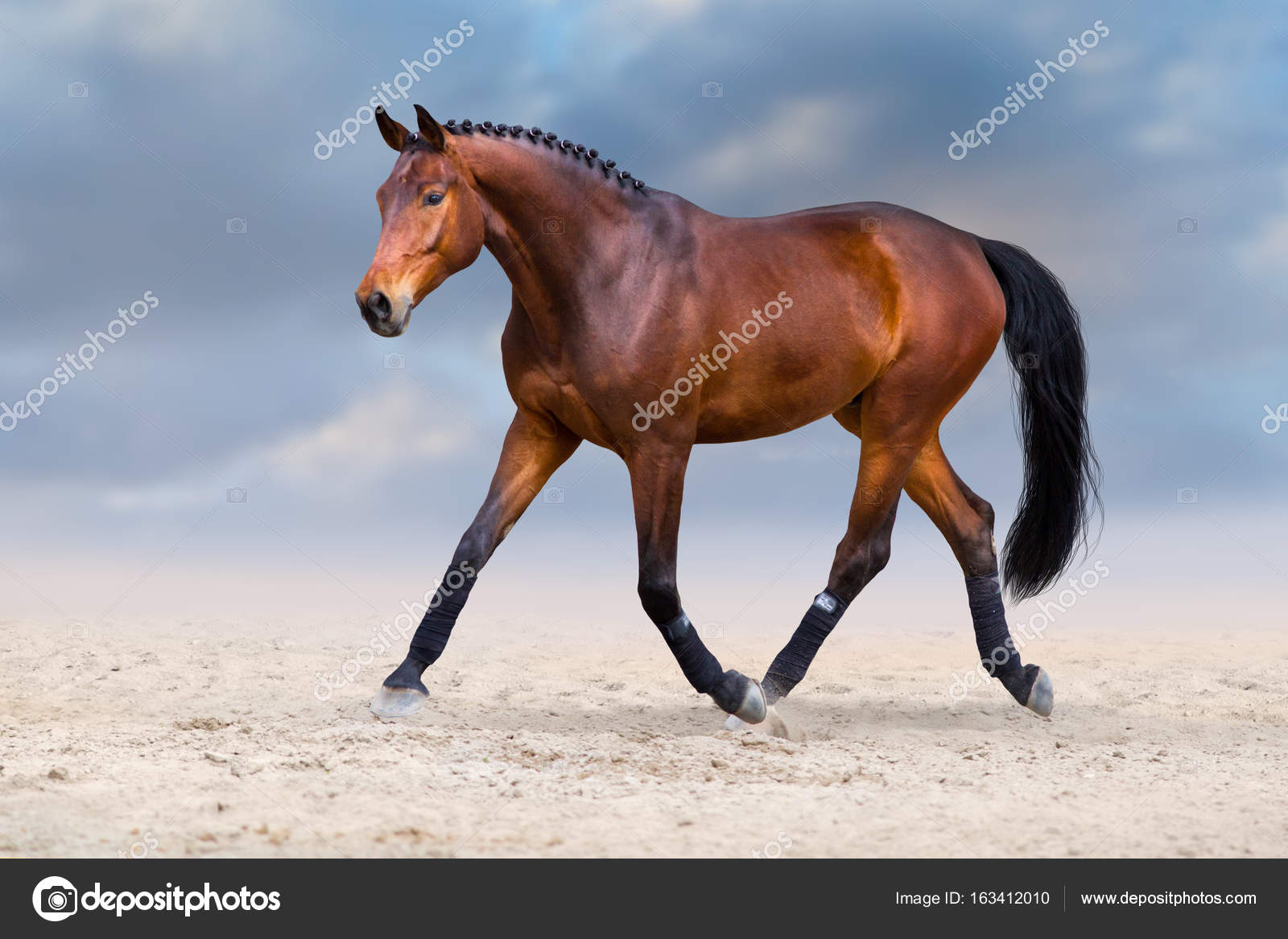 Caballo trotando en el desierto — Foto de stock #163412010 © callipso_art, image size:1600x1167