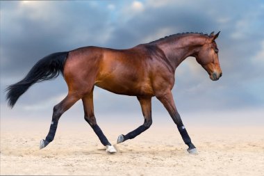 Güzel at kumlu alanda paça