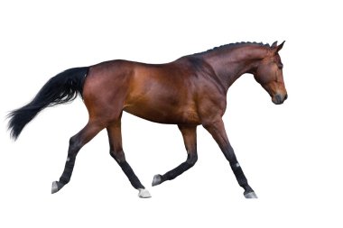 İzole paça at