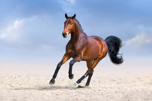 Bay stallion run fast in dust — Stock Photo, Image