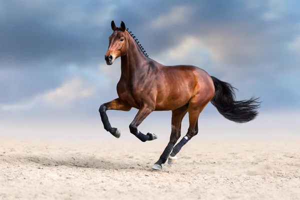 Όμορφο Άλογο Τρέχει Γρήγορα Στην Έρημο Σκόνη Έναντι Σκοτεινό Ουρανό — Φωτογραφία Αρχείου